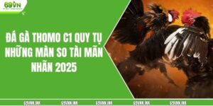 Đá Gà Thomo C1 Quy Tụ Những Màn So Tài Mãn Nhãn 2025